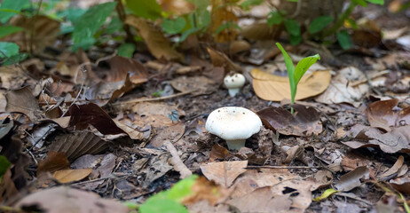 Wild mushrooms grow in the northern forests of Thailand during the rainy season. There are many types, both edible and non-edible, a source of natural fat-free protein suitable for cooking.