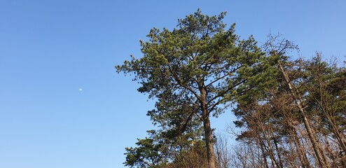 하늘 소나무 달 태양 