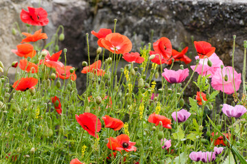 Obraz premium views of the Scottish village of Low Largo, Scotland
