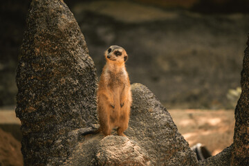 Columbia' Zoo