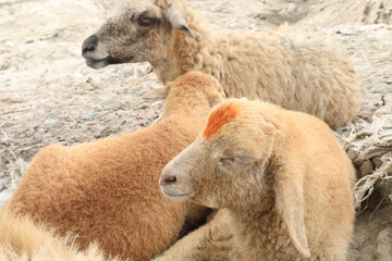 Obraz premium Sheep group on farm for harvest