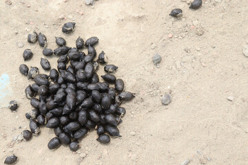Sheep droppings on field is a fertilizer