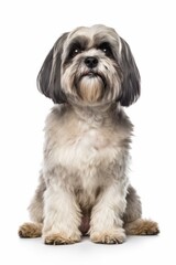 a shih tzu dog sitting in front of a white background