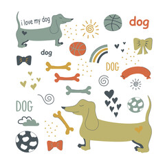Dachshund and accessories for dogs. Vector illustration. Flat design. Hand-drawn