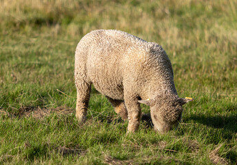 Southwold lamb grazing in a field, image shows a sunset evening in Essex with the little lamb grazing on the long grass