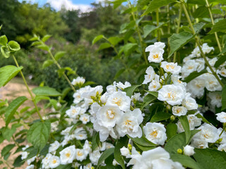Obraz na płótnie Canvas white fragrant jasmine blooms in the garden