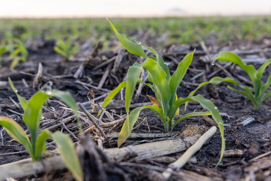 continuous corn