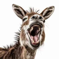 Rollo A captivating portrait of a donkey laughing, isolated on a white background, offering a touch of humor and personality © InputUX