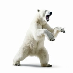 Fototapeta premium Polar bear dancing happily. White furry bear standing on hind legs. Playful arctic animal having fun, isolated on a white background