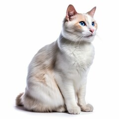 a white cat with blue eyes sitting on a white background