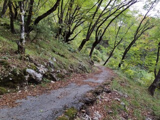 Fototapeta premium Road in the tree forest
