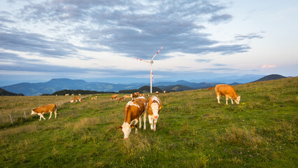 Herd of cows grazing on a mountain meadows with a windmill in the background