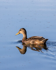 Female mallard duck