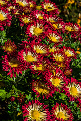 bush of red-white chrysanthemums in the garden, background with decorative flowers