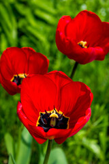 flowers garden red tulips, natural floral background