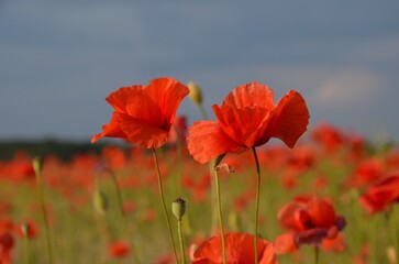 czerwone maki na łące 