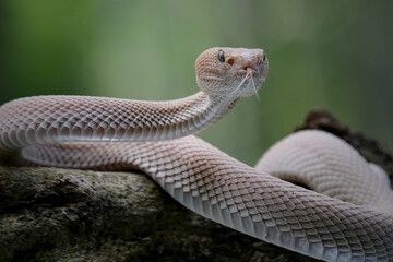 Fototapeta premium pit viper on a branch
