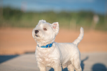 Portrait of a beautiful thoroughbred west highland white terrier on a walk.