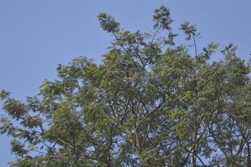 branches of a tree against sky