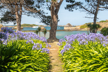 île de Bréhat dans les Côtes d'Armor en Bretagne, le moulin du Birlot à marée haute avec des agapanthes au premier plan.