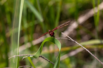A ruby meadowhawk dragonfly with a broken wing resting on a plant along the shores of a lake in northern Ontario.