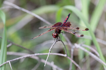 A ruby meadowhawk dragonfly with a broken wing resting on a plant along the shores of a lake in northern Ontario.