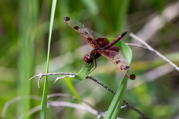 A ruby meadowhawk dragonfly with a broken wing resting on a plant along the shores of a lake in northern Ontario.