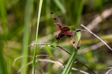 A ruby meadowhawk dragonfly with a broken wing resting on a plant along the shores of a lake in northern Ontario.