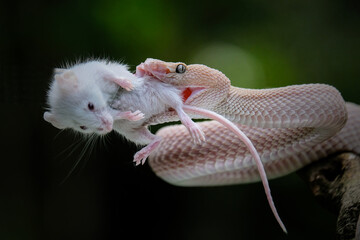 Fototapeta na wymiar Pit viper snake with prey