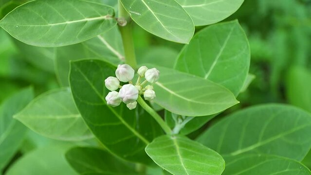 White Calotropis gigantea buds sway slowly in the wind
