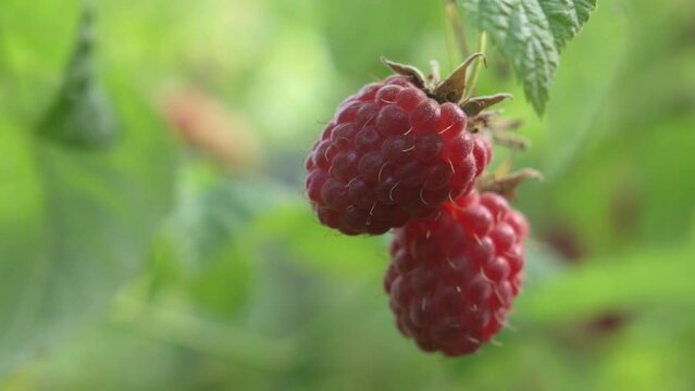 organic ripe raspberries growth in garden. close up