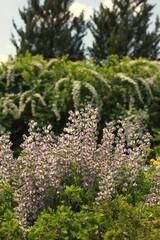 green fern in the garden