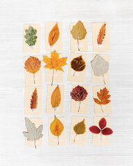 Autumn herbarium, set leaves sticking tape on paper cards. Top view wood background with pressed colorful dry leaves from various trees, creative hobby, craft handmade diy with natural material