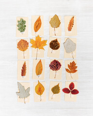 Fototapeta premium Autumn herbarium, set leaves sticking tape on paper cards. Top view wood background with pressed colorful dry leaves from various trees, creative hobby, craft handmade diy with natural material