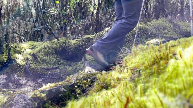 4K Footage walking with trekking poles trekkers boots through Kilimanjaro forests on cca 3600m elevation. Umbwe route to the highest African continent mountain 5895 m. Tanzania