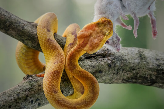 yellow pit viper with prey