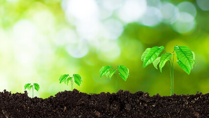 Seedling growing from fertile soil till morning sunlight shining, growing and organic plants ecology concept, Young tree with bokeh background.