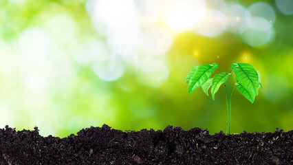 Seedling growing from fertile soil till morning sunlight shining, growing and organic plants...