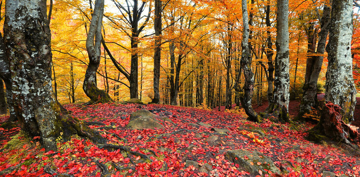 spectacular autumn landscape, wonderful morning in the forest	, Carpathian mountains, Ukraine, Europe
