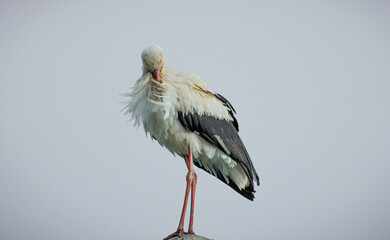 The stork in the nest is a captivating scene of parenthood and new life. High atop its towering perch, the stork's nest is a testament to nature's engineering marvels.
