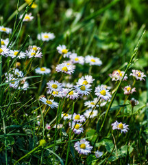 field of daisies