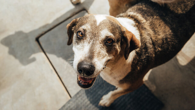 retrato de perros fuera de casa, jugando, rascandose y caminado por las calles. en un dia soleado.