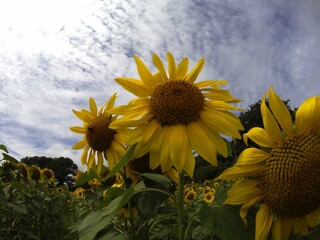 tournesols de crozon finist&egrave;re bretagne