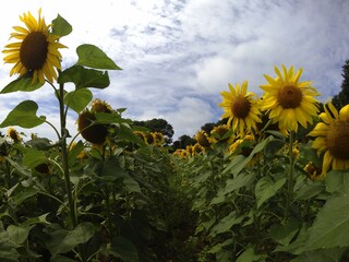 tournesols de crozon finist&egrave;re bretagne