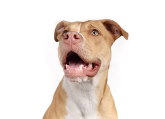 Large dog looking up at something with mouth open, white teeth and tongue. Cute puppy dog with in awe, questioning, waiting or panting. 10 months old, female Boxer Pitbull mix breed. Selective focus.