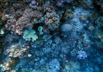 Underwater coral landscape, Gam Island, Raja Ampat, South West Papua, Indonesia