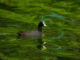 Eurasian Coot in Green Water