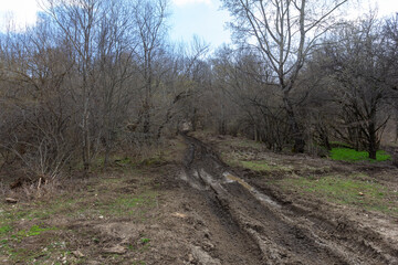 Spring mood in mountain glades and meadows in a mountain park, awakening in nature.