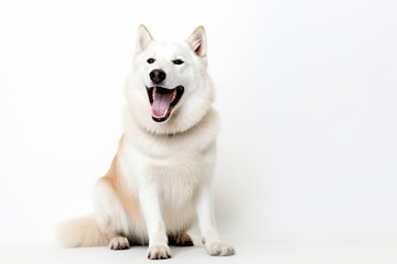 an image of a white dog with its mouth open
