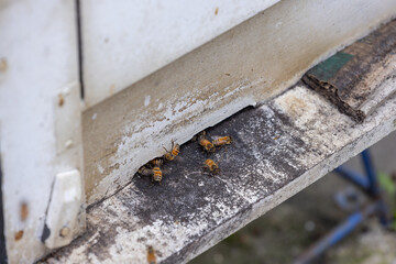 Bees in open bee hive box